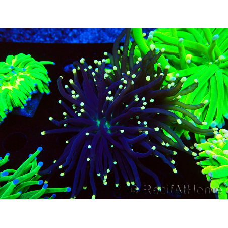 WYSIWYG Euphyllia glabrescens (Maricoltura acclimatata sotto LED) 8K4