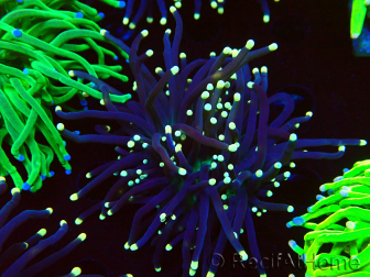 WYSIWYG Euphyllia glabrescens (Mariculture acclimated under LED) 8K6