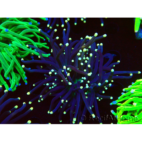 WYSIWYG Euphyllia glabrescens (Mariculture acclimaté sous LED) 8K6