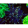 WYSIWYG Euphyllia glabrescens (Maricultura aclimatada bajo LED) 8K6
