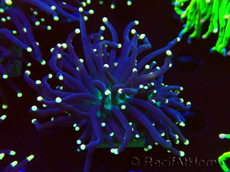 WYSIWYG Euphyllia glabrescens (Maricultura aclimatada bajo LED) 8G7