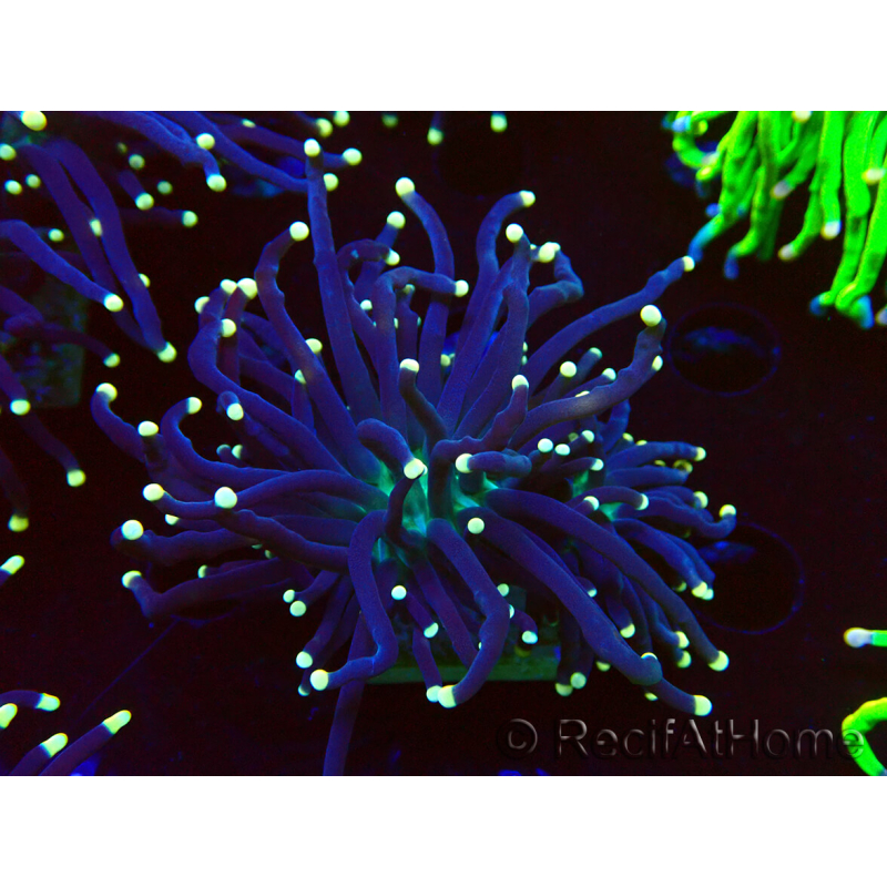 WYSIWYG Euphyllia glabrescens (Maricoltura acclimatata sotto LED) 8G7