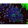 WYSIWYG Euphyllia glabrescens (Marikultur akklimatisiert unter LED) 8G7