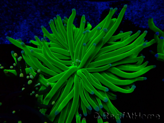 WYSIWYG Euphyllia glabrescens (Mariculture acclimaté sous LED) 8L1