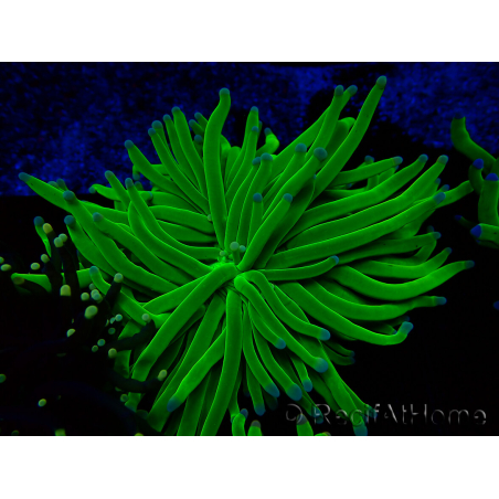 WYSIWYG Euphyllia glabrescens (Mariculture acclimaté sous LED) 8L1