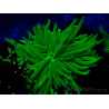 WYSIWYG Euphyllia glabrescens (Mariculture acclimaté sous LED) 8L1
