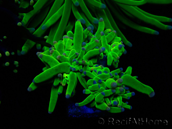 WYSIWYG Euphyllia glabrescens (Marikultur unter LED akklimatisiert) 8L3