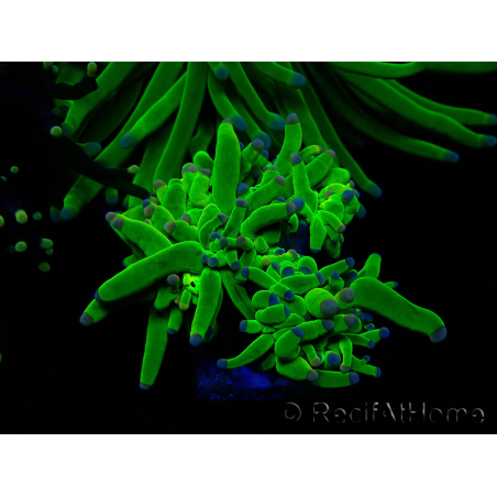 WYSIWYG Euphyllia glabrescens (Maricoltura acclimatata sotto LED) 8L3