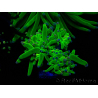 WYSIWYG Euphyllia glabrescens (Mariculture acclimaté sous LED) 8L3
