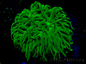 WYSIWYG Euphyllia glabrescens (Maricoltura acclimatata sotto LED) 8H7