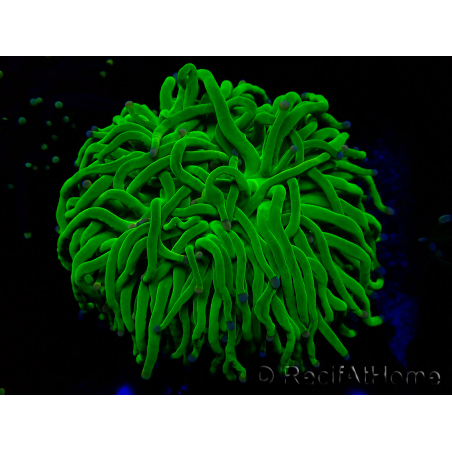 WYSIWYG Euphyllia glabrescens (Mariculture acclimaté sous LED) 8L8