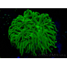 WYSIWYG Euphyllia glabrescens (Mariculture acclimaté sous LED) 8L8