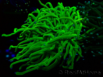 WYSIWYG Euphyllia glabrescens (Mariculture acclimaté sous LED) 8M1