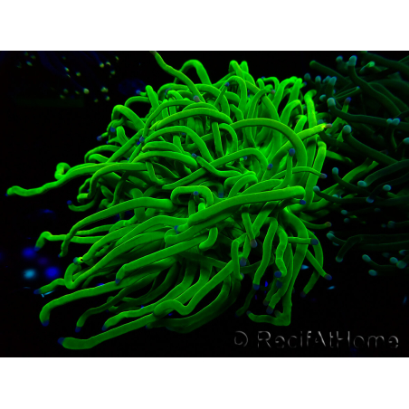 WYSIWYG Euphyllia glabrescens (Mariculture acclimaté sous LED) 8M1