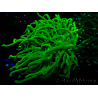 WYSIWYG Euphyllia glabrescens (Mariculture acclimaté sous LED) 8M1