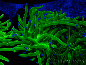 WYSIWYG Euphyllia glabrescens (Mariculture acclimated under LED) 8B7