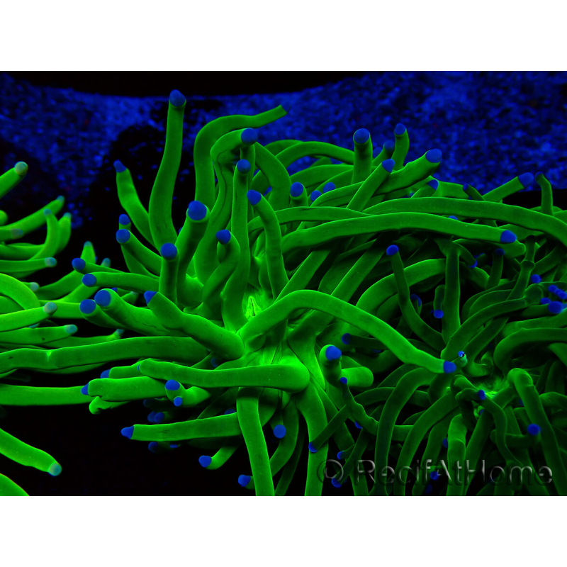 WYSIWYG Euphyllia glabrescens (Mariculture acclimaté sous LED) 8M2