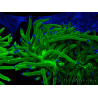 WYSIWYG Euphyllia glabrescens (Mariculture acclimaté sous LED) 8M2