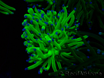 WYSIWYG Euphyllia glabrescens (Mariculture acclimaté sous LED) 8E7