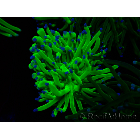 WYSIWYG Euphyllia glabrescens (Mariculture acclimaté sous LED) 8M3