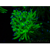 WYSIWYG Euphyllia glabrescens (Mariculture acclimaté sous LED) 8M3