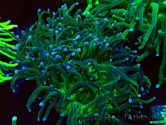WYSIWYG Euphyllia glabrescens (Mariculture acclimaté sous LED) 8M4