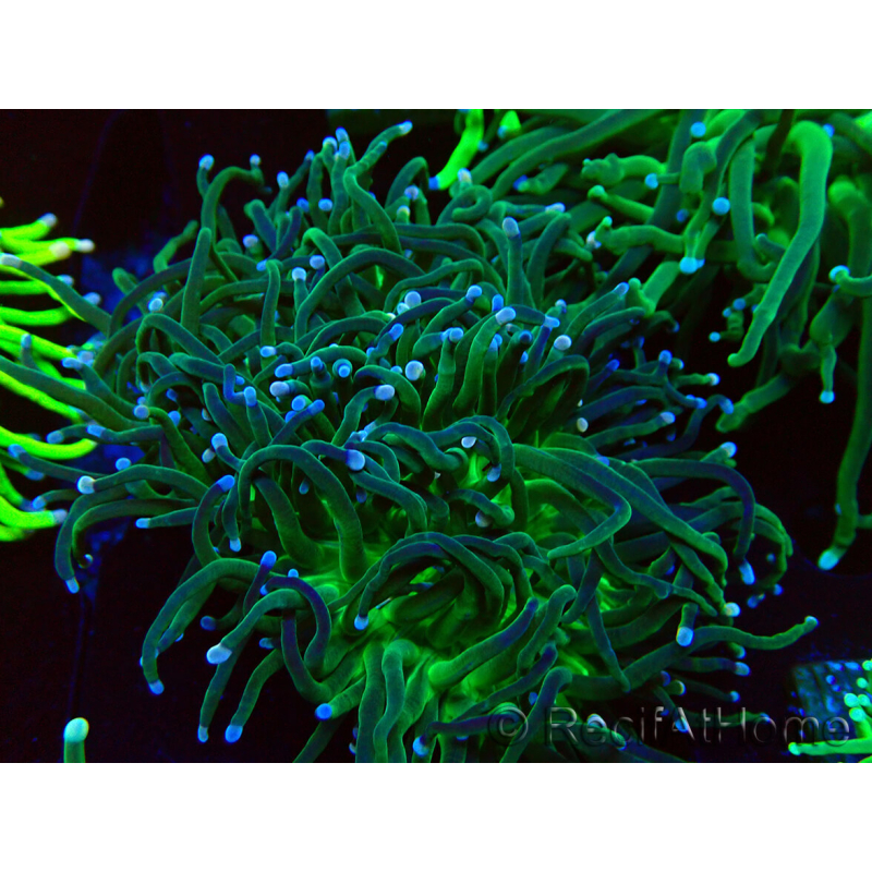 WYSIWYG Euphyllia glabrescens (Mariculture acclimaté sous LED) 8M4