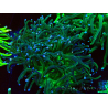WYSIWYG Euphyllia glabrescens (Mariculture acclimaté sous LED) 8M4