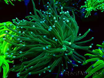 WYSIWYG Euphyllia glabrescens (Maricoltura acclimatata sotto LED)
