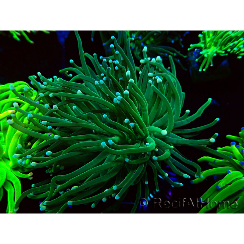 WYSIWYG Euphyllia glabrescens (Mariculture acclimaté sous LED) 8M5