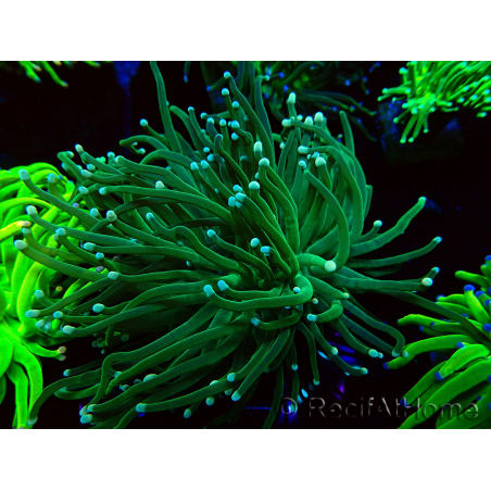 WYSIWYG Euphyllia glabrescens (Mariculture acclimaté sous LED) 8M5