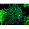 WYSIWYG Euphyllia glabrescens (Mariculture acclimaté sous LED) 8M5