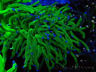 WYSIWYG Euphyllia glabrescens (Mariculture acclimated under LED) 8I7