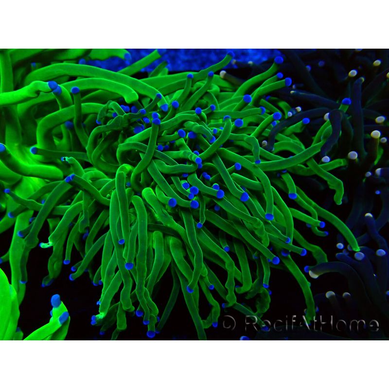 WYSIWYG Euphyllia glabrescens (Mariculture acclimaté sous LED) 8M6