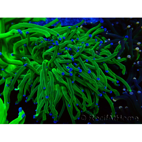 WYSIWYG Euphyllia glabrescens (Mariculture acclimaté sous LED) 8M6