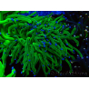 WYSIWYG Euphyllia glabrescens (Mariculture acclimaté sous LED) 8M6