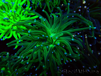 WYSIWYG Euphyllia glabrescens (Mariculture acclimaté sous LED) 8J7