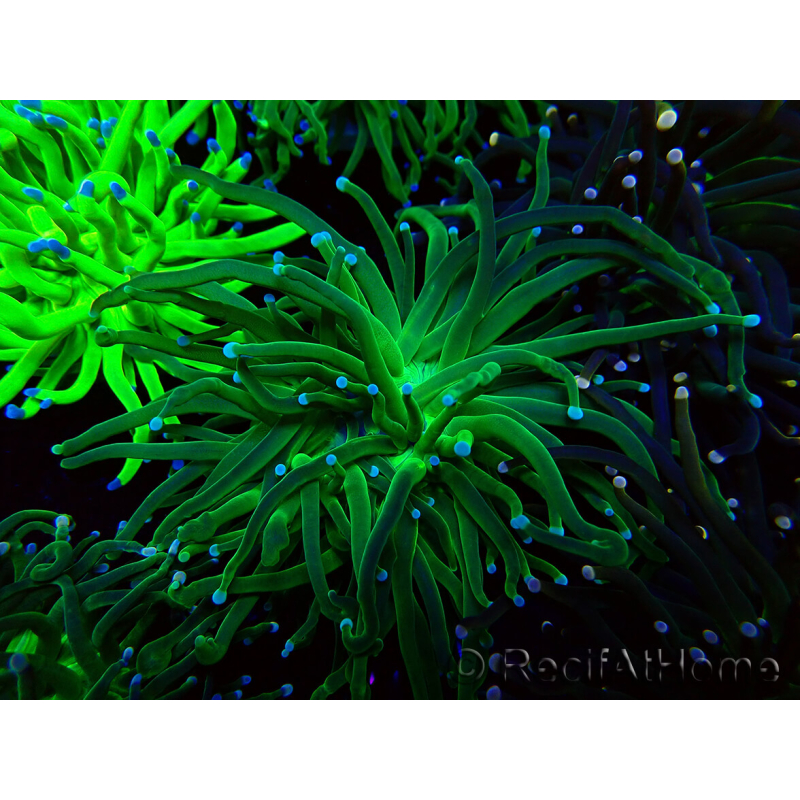 WYSIWYG Euphyllia glabrescens (Mariculture acclimaté sous LED) 8M7