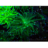 WYSIWYG Euphyllia glabrescens (Mariculture acclimaté sous LED) 8M7