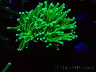 WYSIWYG Euphyllia glabrescens (Mariculture acclimaté sous LED)