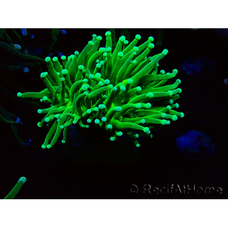 WYSIWYG Euphyllia glabrescens (Mariculture acclimaté sous LED) 8M8