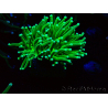 WYSIWYG Euphyllia glabrescens (Mariculture acclimaté sous LED) 8M8