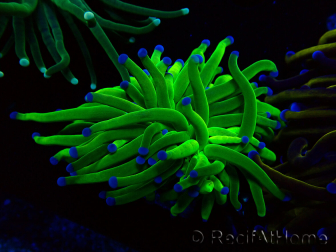 WYSIWYG Euphyllia glabrescens (Mariculture acclimaté sous LED) 8N1