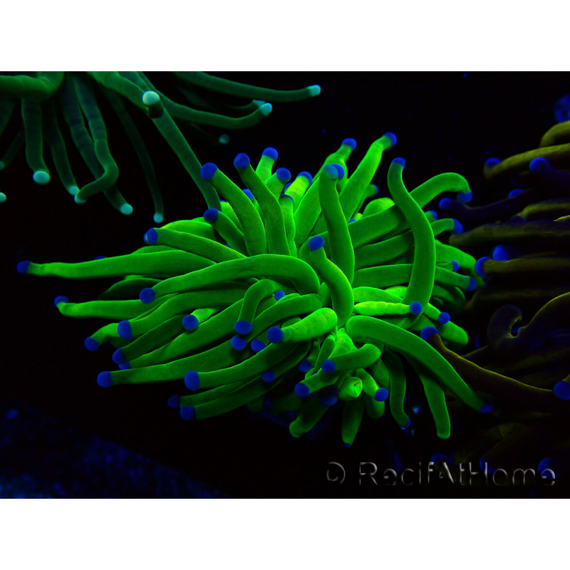 WYSIWYG Euphyllia glabrescens (Mariculture acclimaté sous LED) 8N1