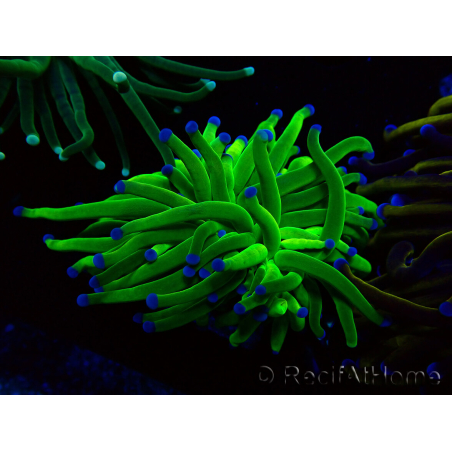 WYSIWYG Euphyllia glabrescens (Mariculture acclimaté sous LED) 8N1