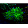 WYSIWYG Euphyllia glabrescens (Mariculture acclimaté sous LED) 8N1