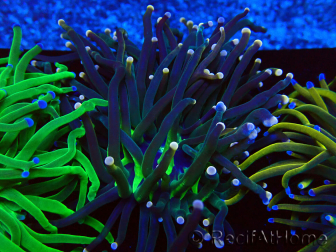 WYSIWYG Euphyllia glabrescens (Mariculture acclimaté sous LED)