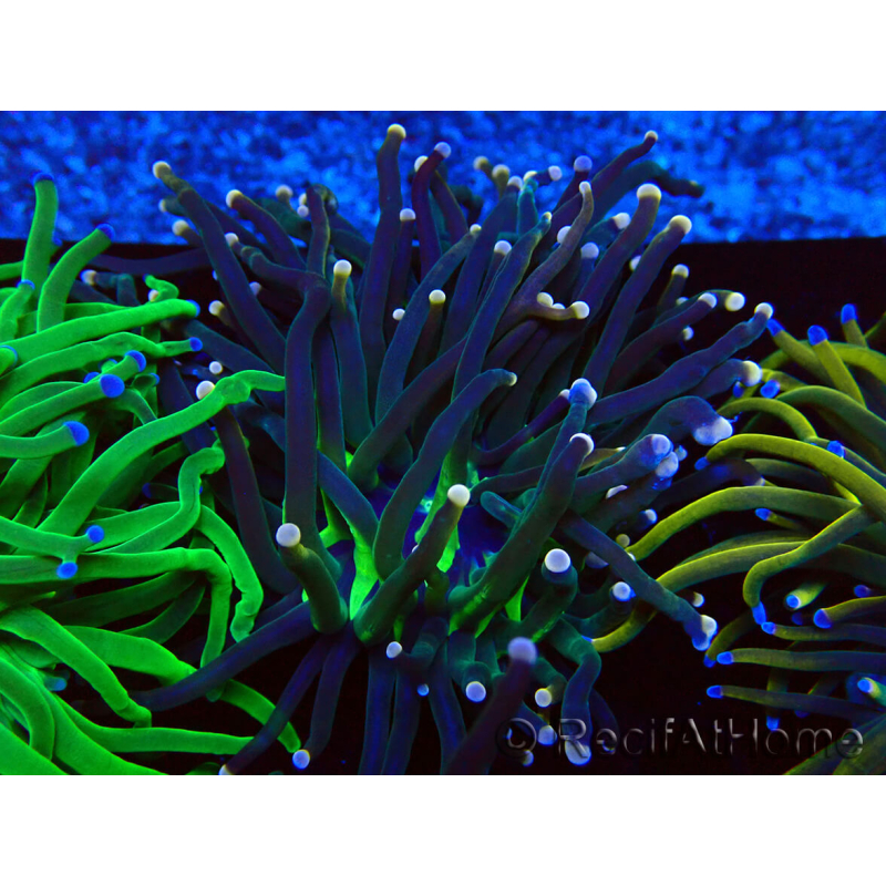 WYSIWYG Euphyllia glabrescens (Mariculture acclimaté sous LED) 8N2