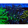 WYSIWYG Euphyllia glabrescens (Mariculture acclimaté sous LED) 8N2