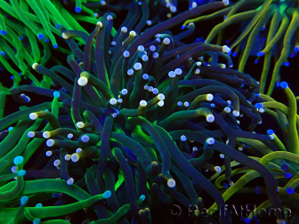 WYSIWYG Euphyllia glabrescens (Mariculture acclimaté sous LED) 8N3